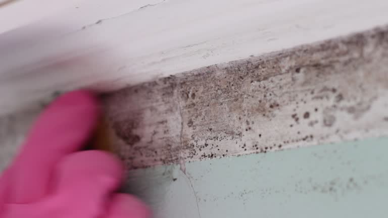 Best Mold Remediation for Healthcare Facilities  in Selbyville, DE